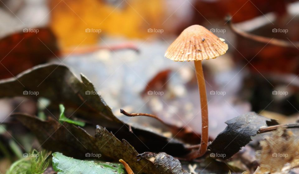 Small mushroom growing on the forest floor.