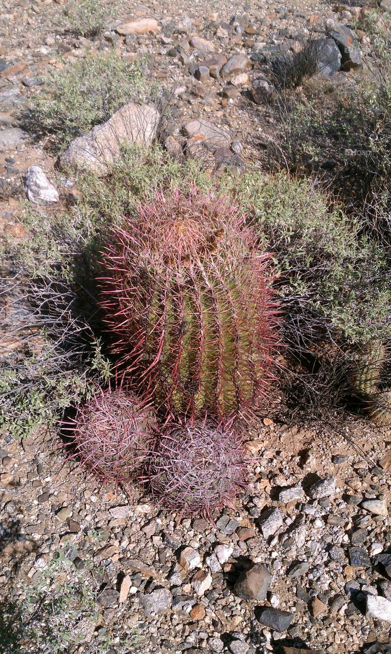 3 barrel cactus