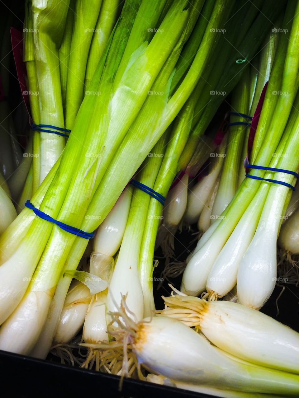 Green onions 