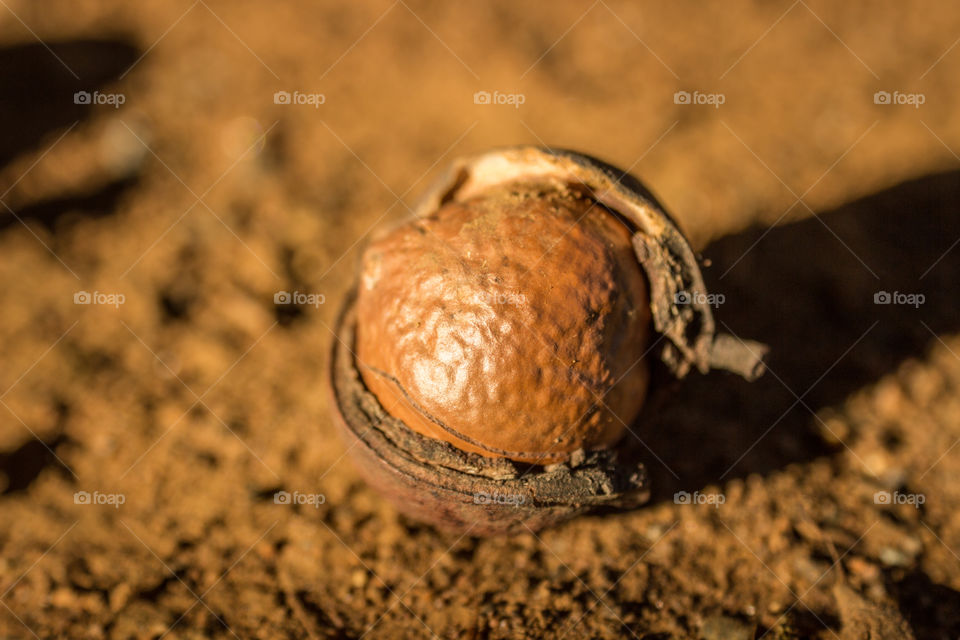 macadamia nut in it's shell