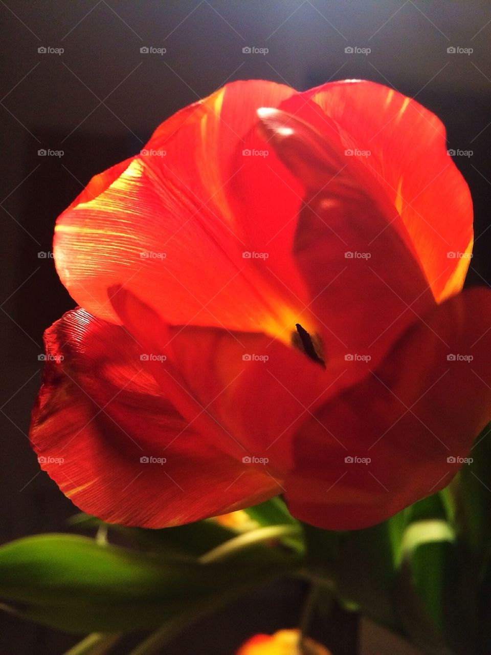 Orange tulip