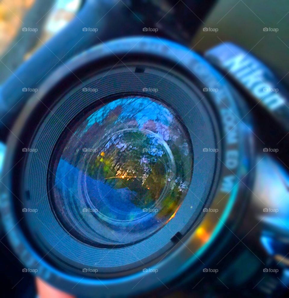 Through the Trees Through the Lens. Capturing the world through the lens 