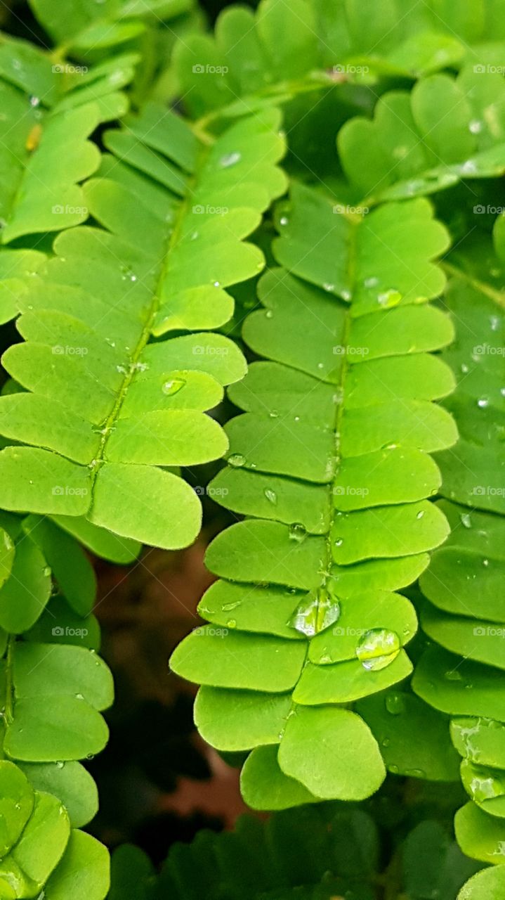 A green leaf wet after rain