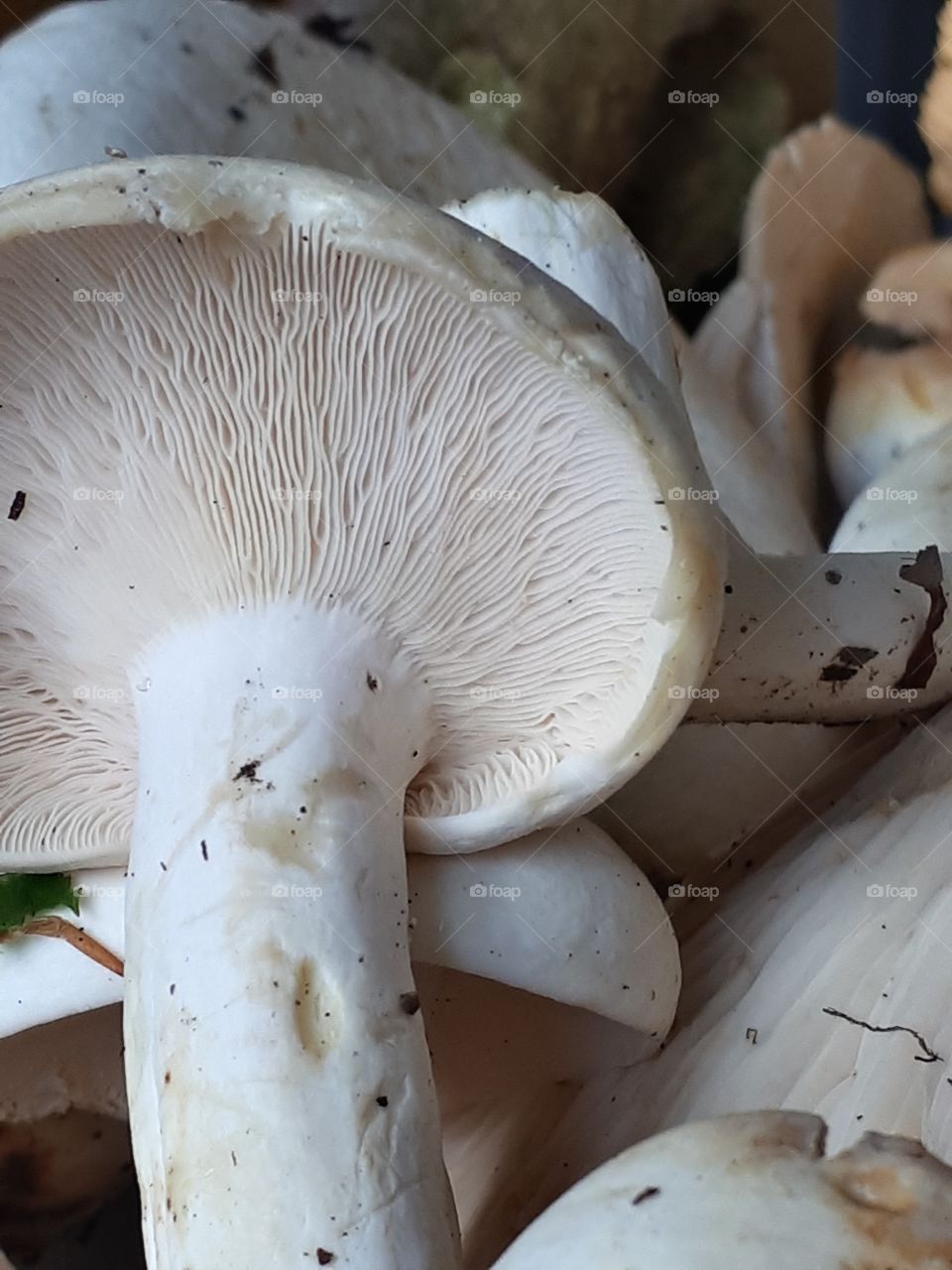 Pappery milk-cap (mlijčnica)