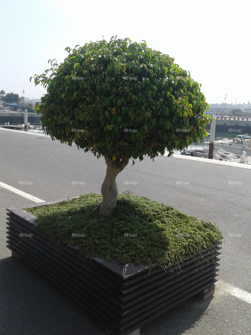 tree in the harbor