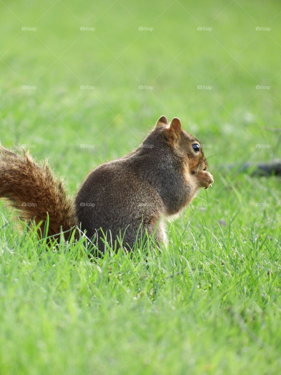 Cute little squirrel sitting in the grass looking out over the field. 