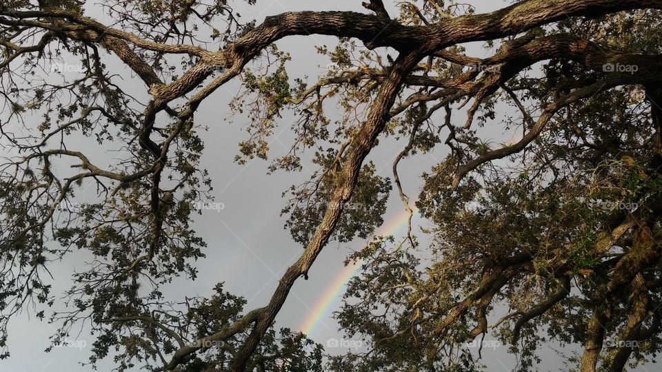 rainbow between the trees