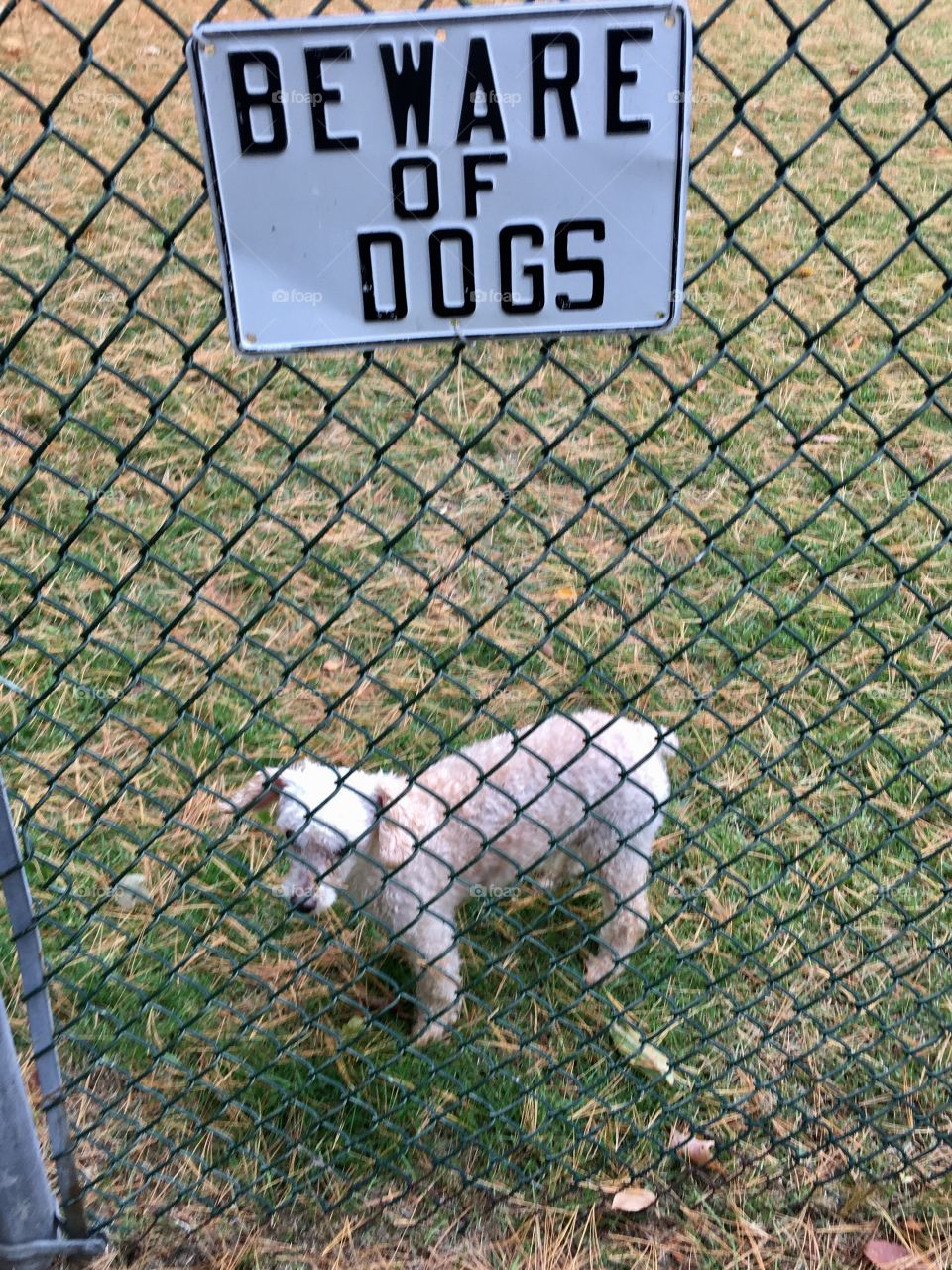 Beware of Dog sign on chain link fence! Dog on inside, it's a poodle😄