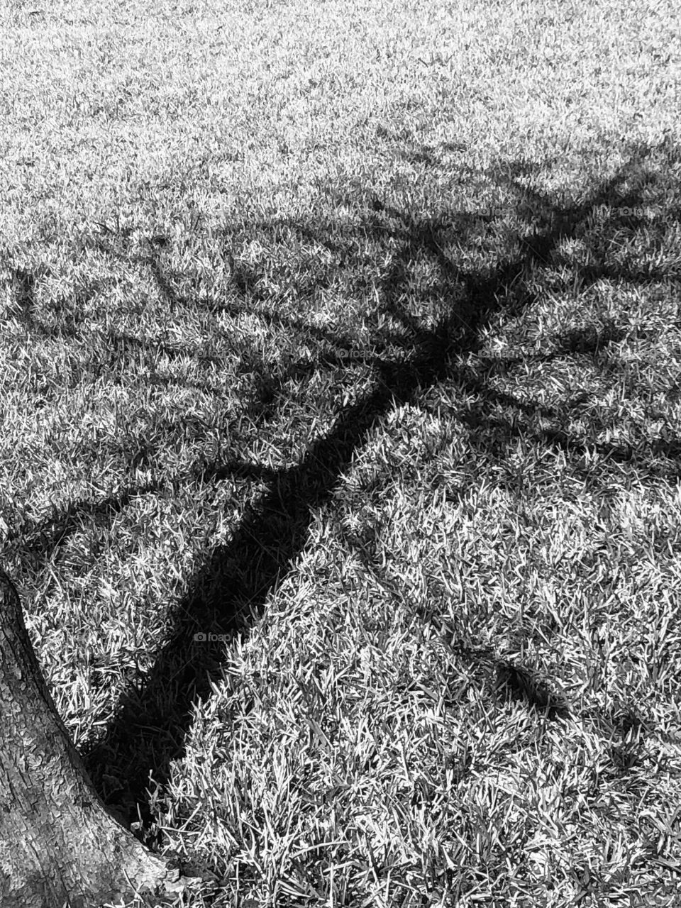 My beautiful tree, alone and basking in the Texas sun, waiting for winter to be over so it’s leaves may grow and be glorious and green again!