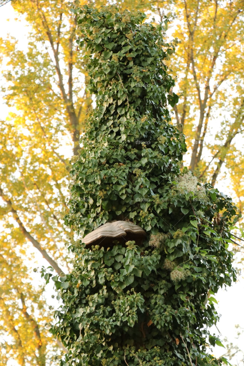 Polypore on a tall tree. 