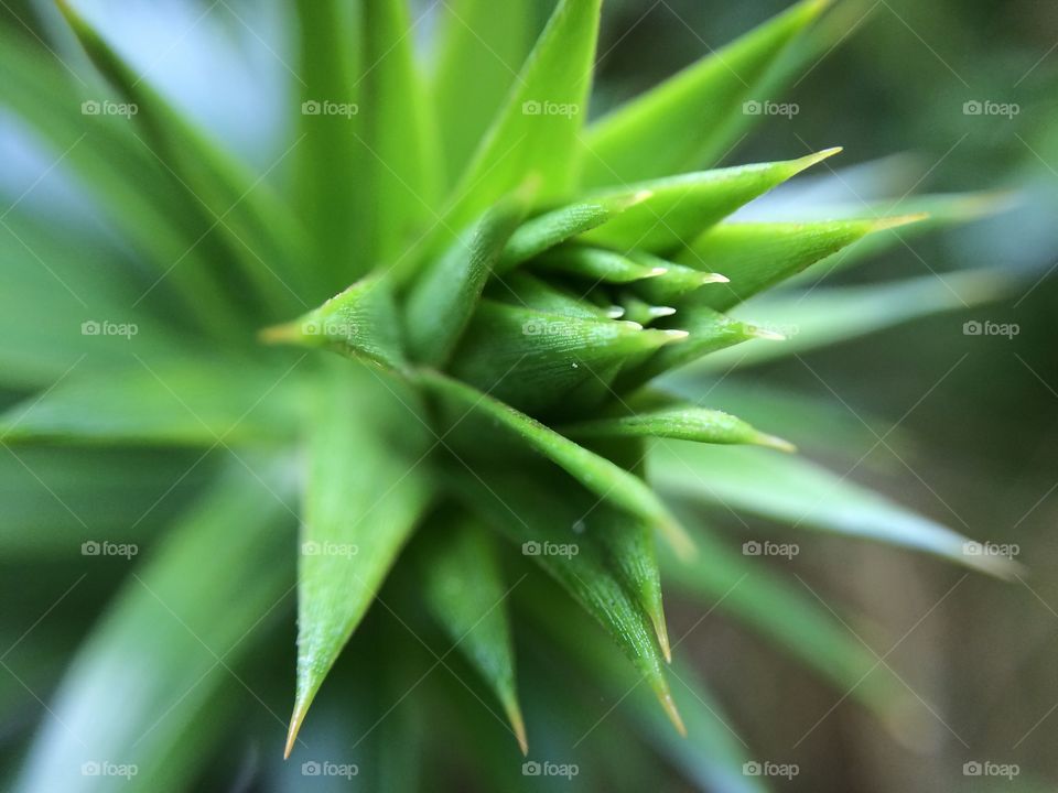 Spikey Leaf