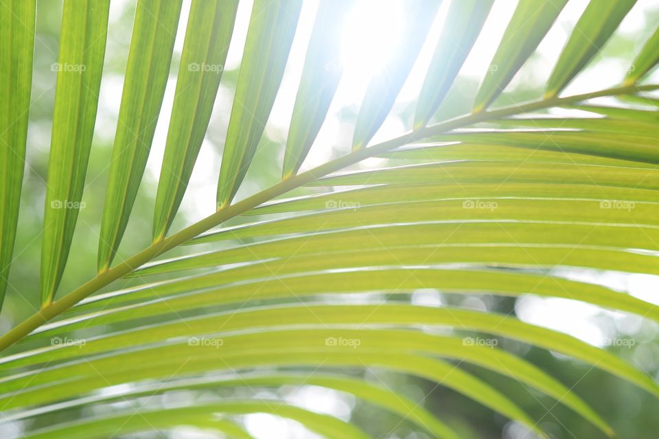 Tropical branch