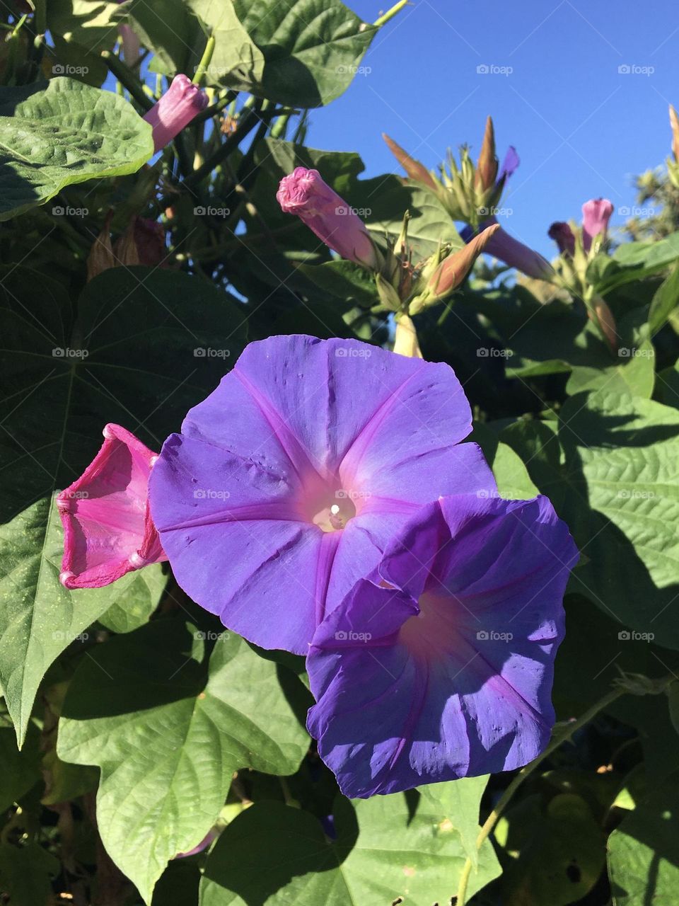 Sunny colorful flowers