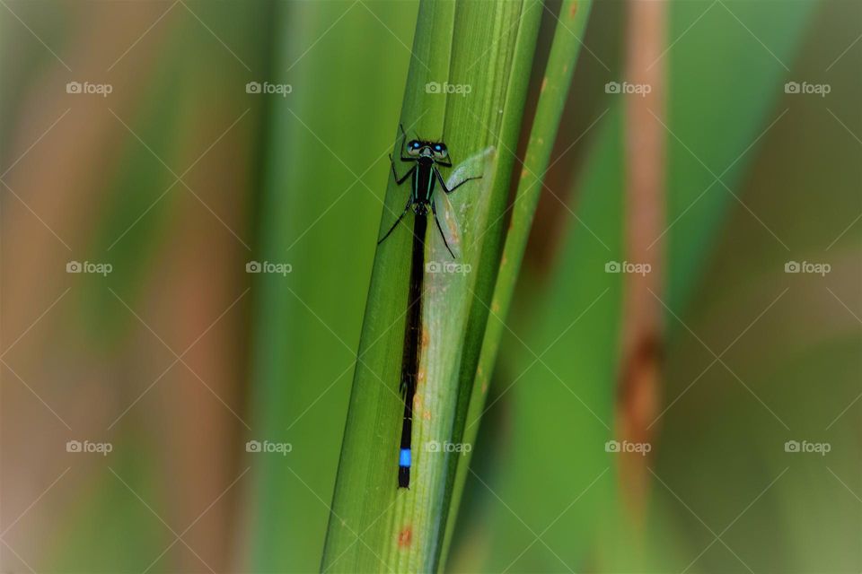 blue dragonfly on a green leaf macro close up picture