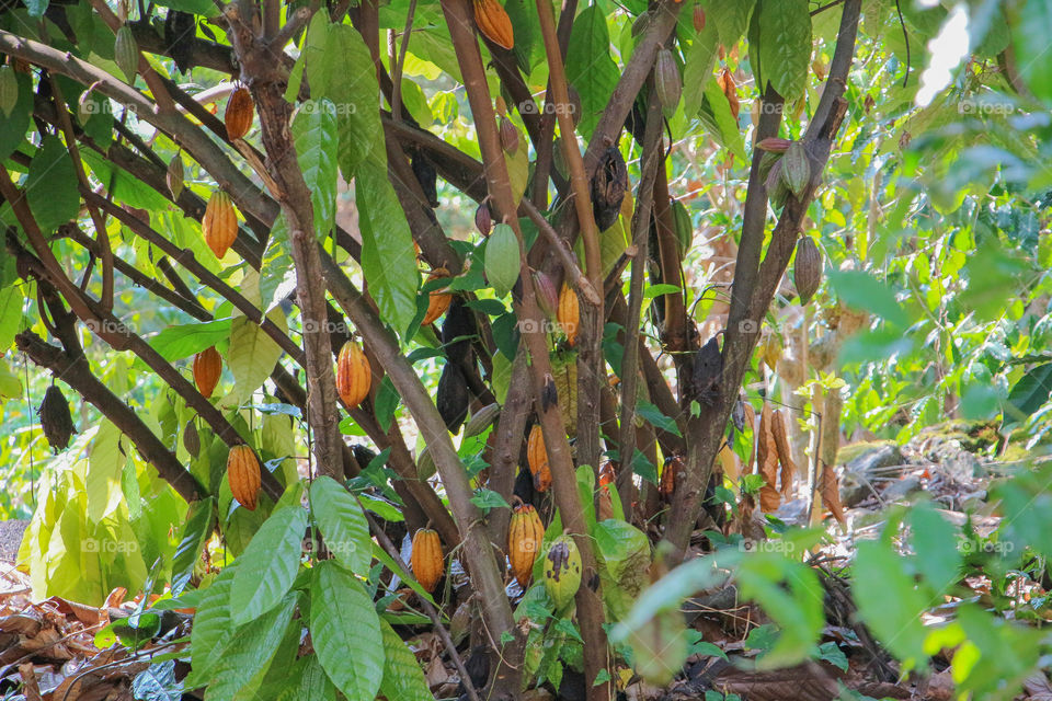 Cocoa tree