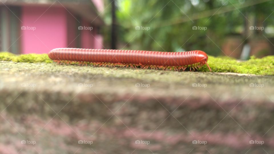 Nature, Wood, No Person, Outdoors, Snake