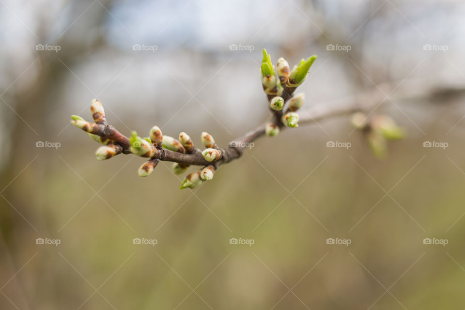 trees greet spring