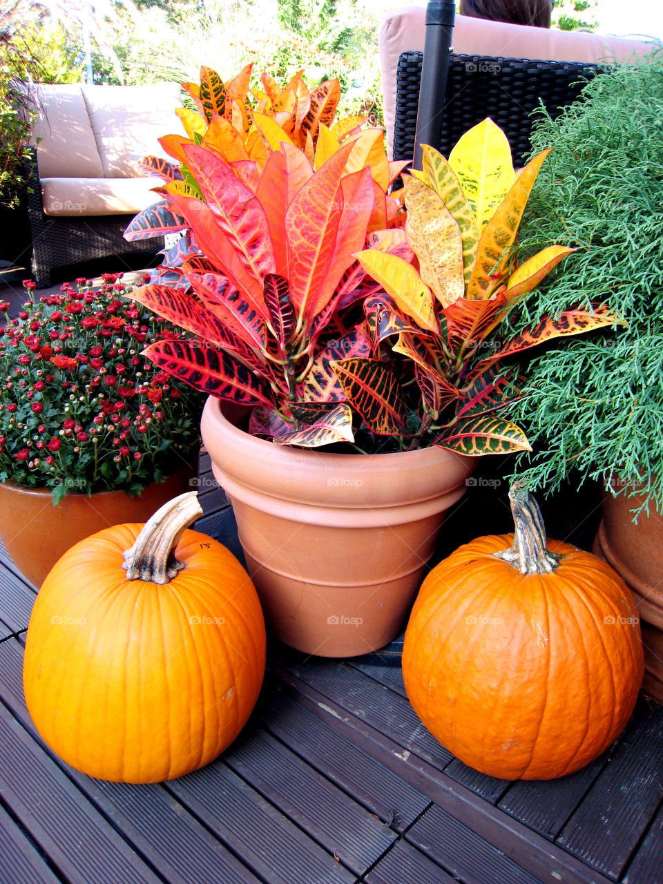 plants colors autumn pumpkins by vincentm