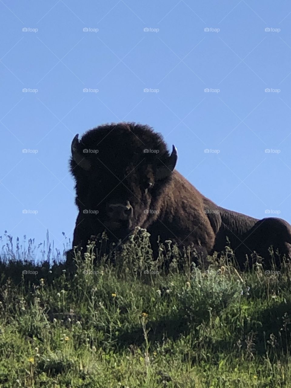 Bison in Yellowstone National Park