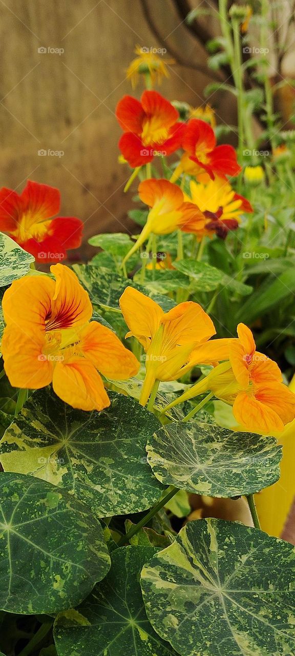 Here comes two shades of bright colour yellow and orange .Oh !that eye-catching flowers look adorable.