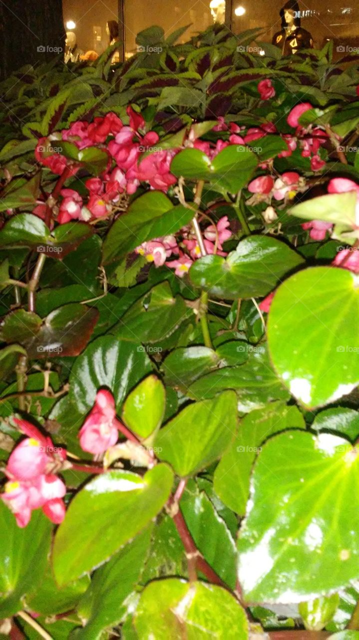 Leaf, Nature, Flora, Tree, Garden