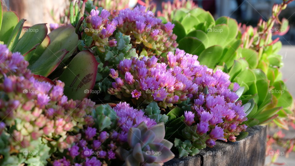 Flowering succulents