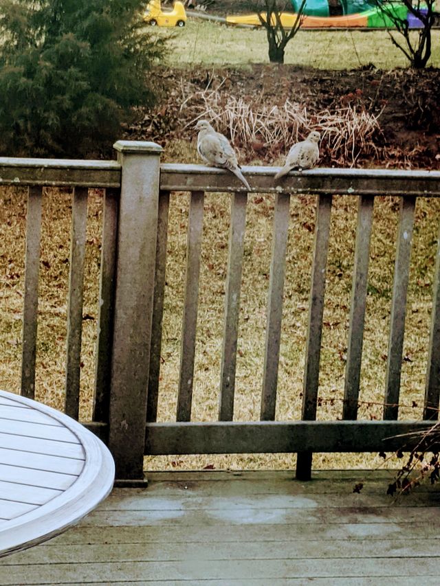 Dove 🕊️🕊️🕊️ The regular visitor of my deck 😊❤️❤️❤️ Love these birds roaming around and " dove" is the symbol of peace ✌️🕊️