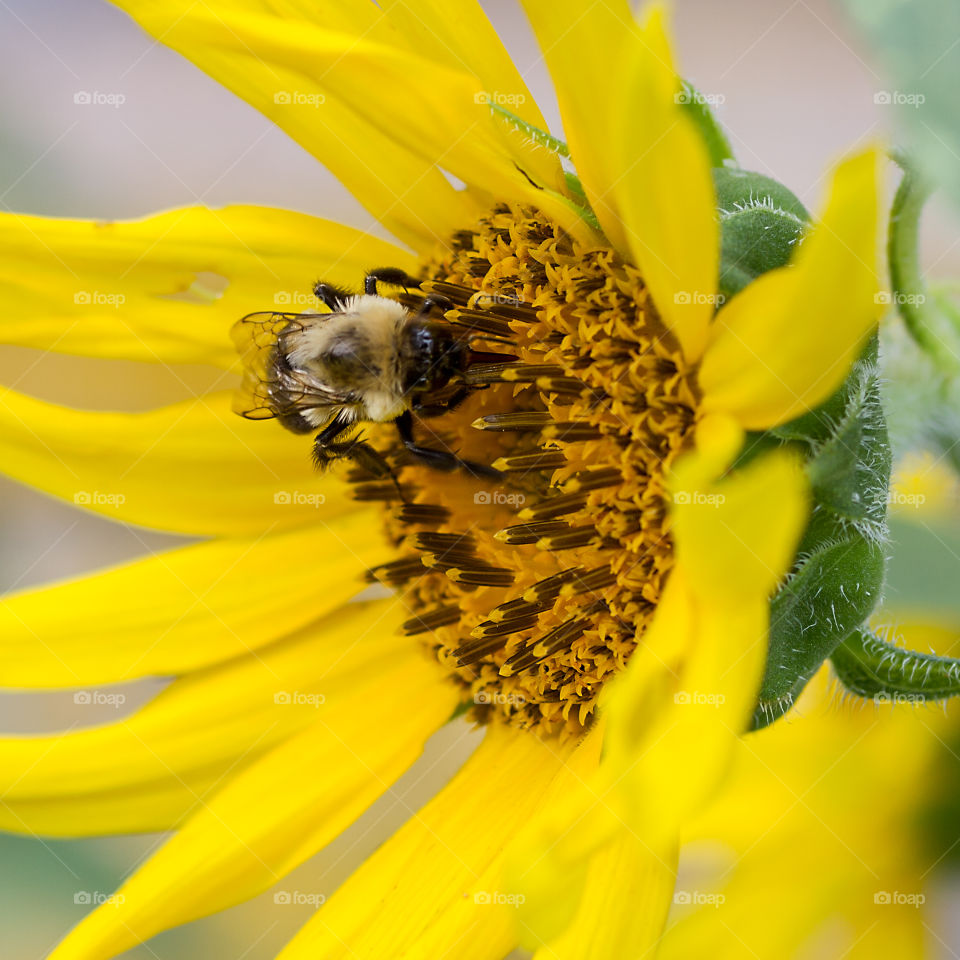 Bumblebee on Sunflower