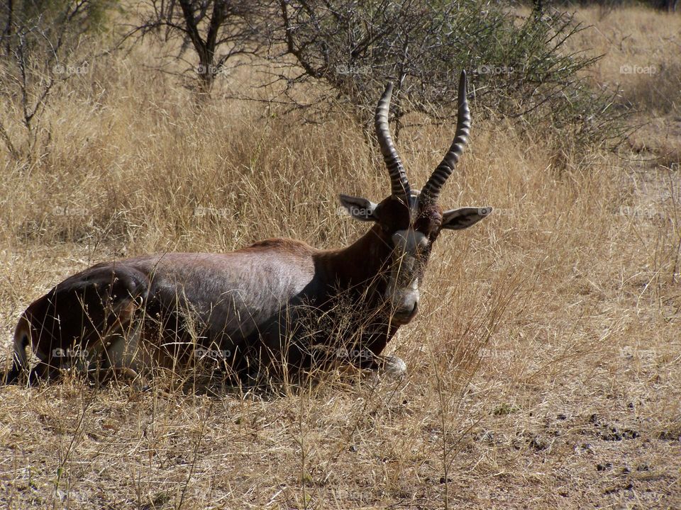 Antelope in South Africa