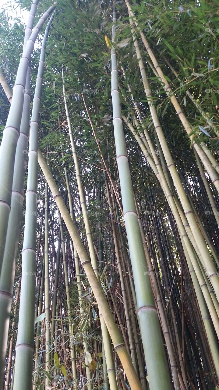 Bamboo Forest