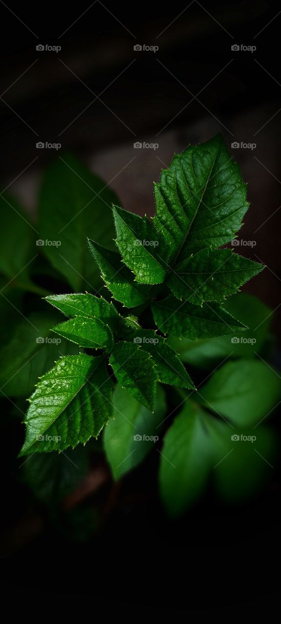 In this photo you can see clear view of a leaf 