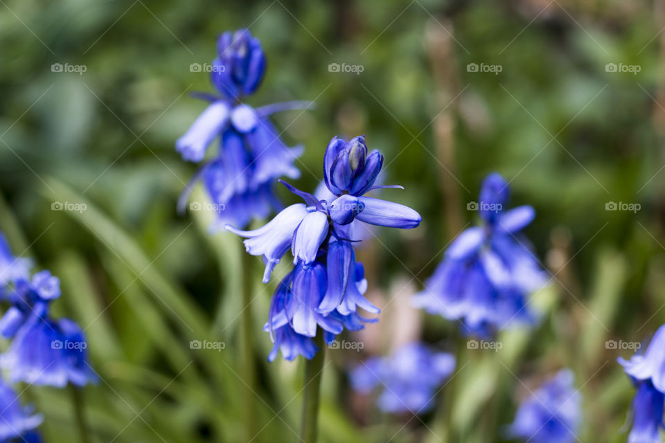 Purple bells