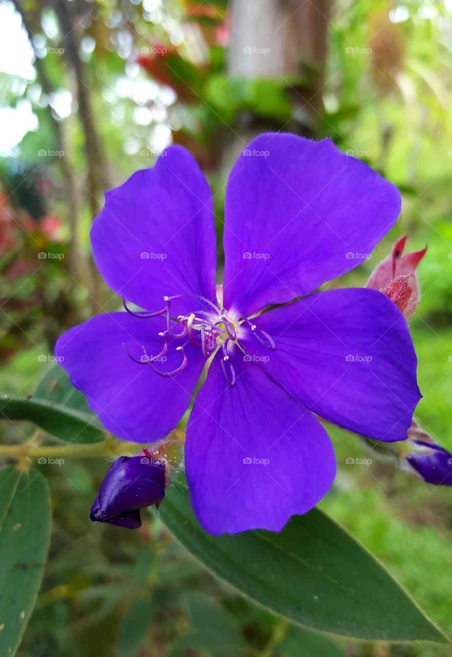 Purple Flower