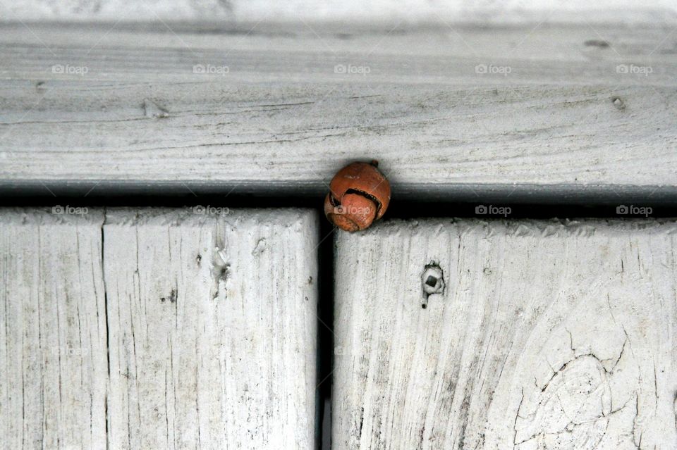 acorn on old deck.