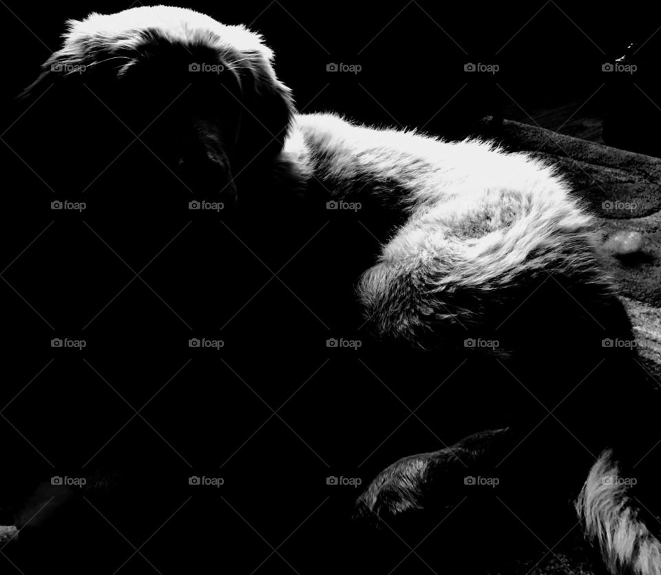 Black and white golden retriever puppy 