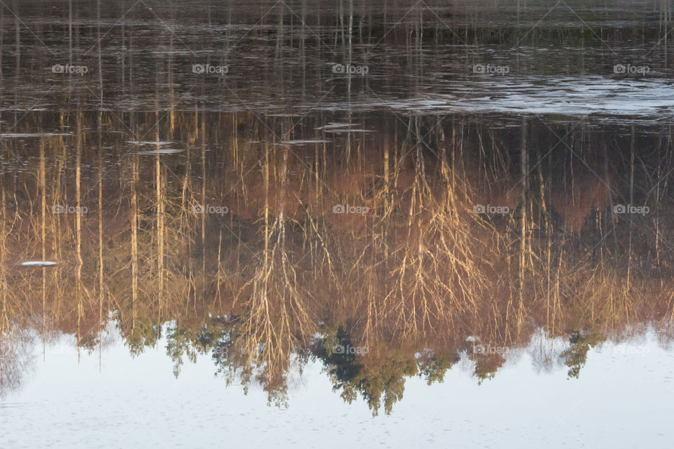 Forest reflections in the ice 