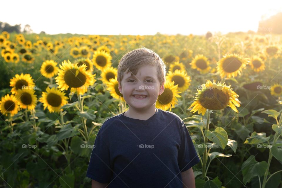 Sunflower 🌻 fields 
