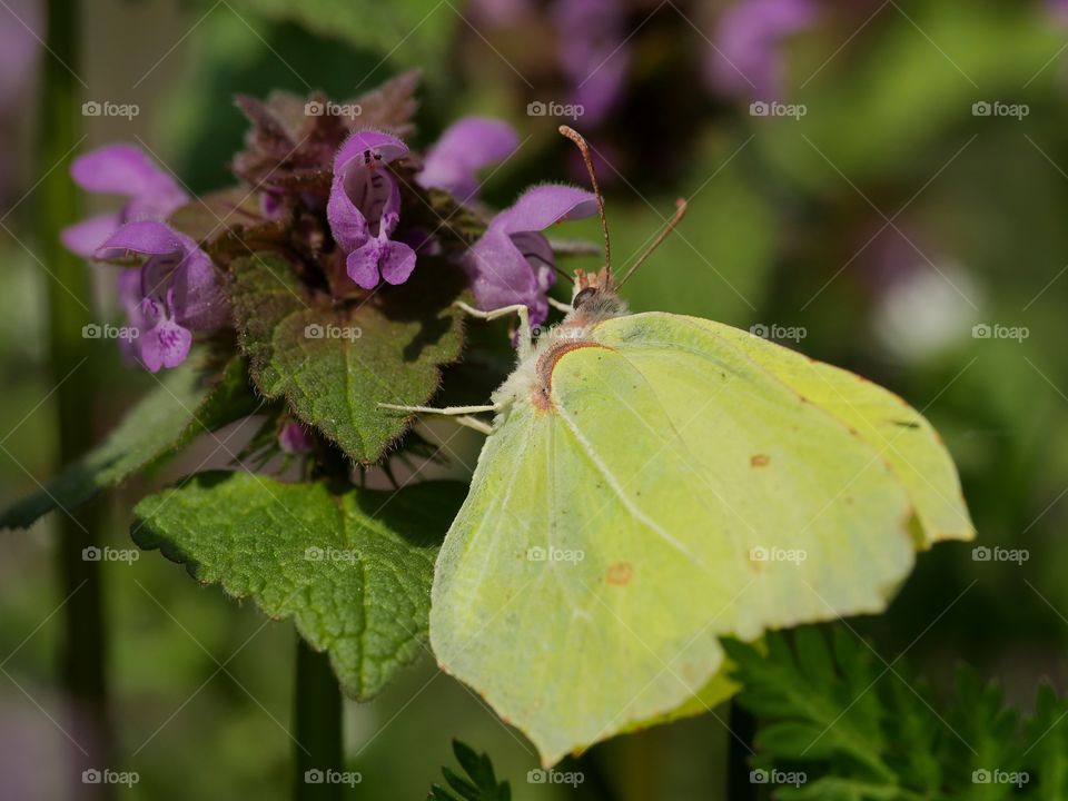 Side view of brimstone butterfly