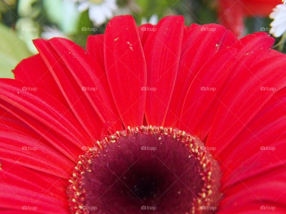 Red flower macro shot