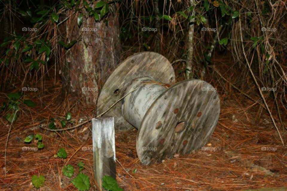 Woods. The woods,behind our house.