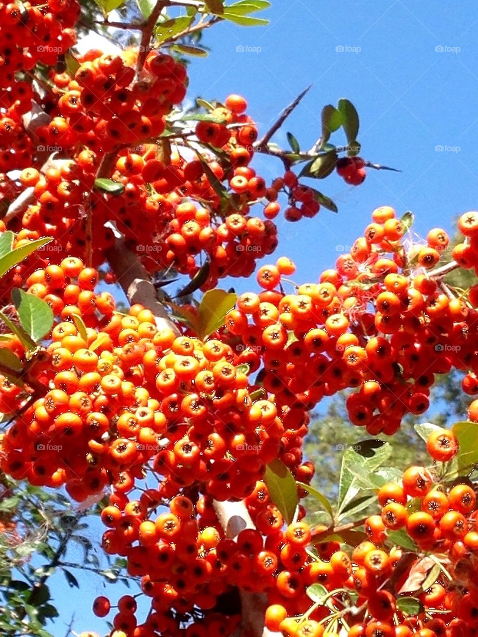 Orange berries
