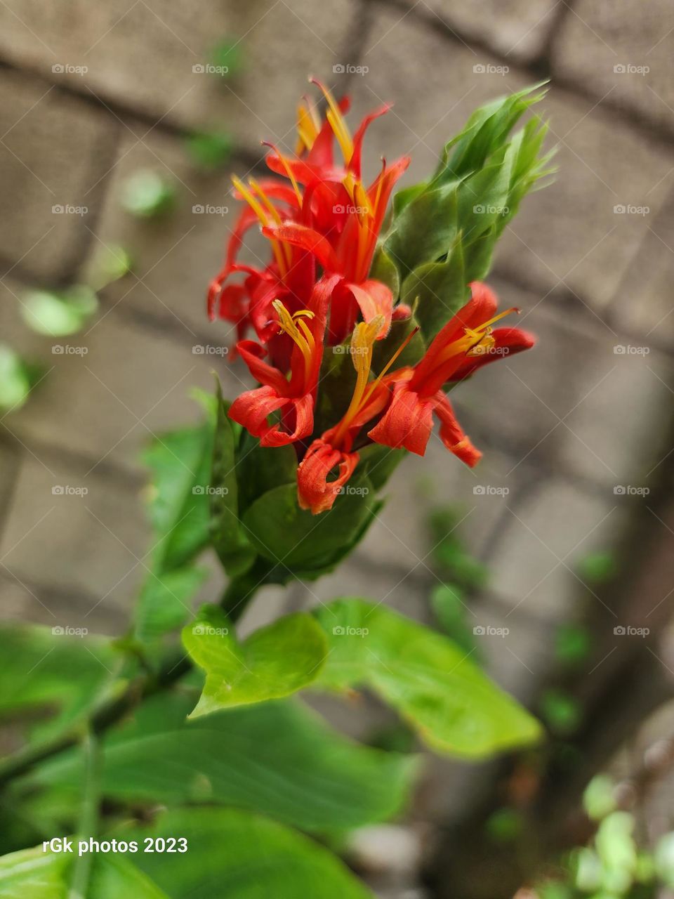 green and red petals