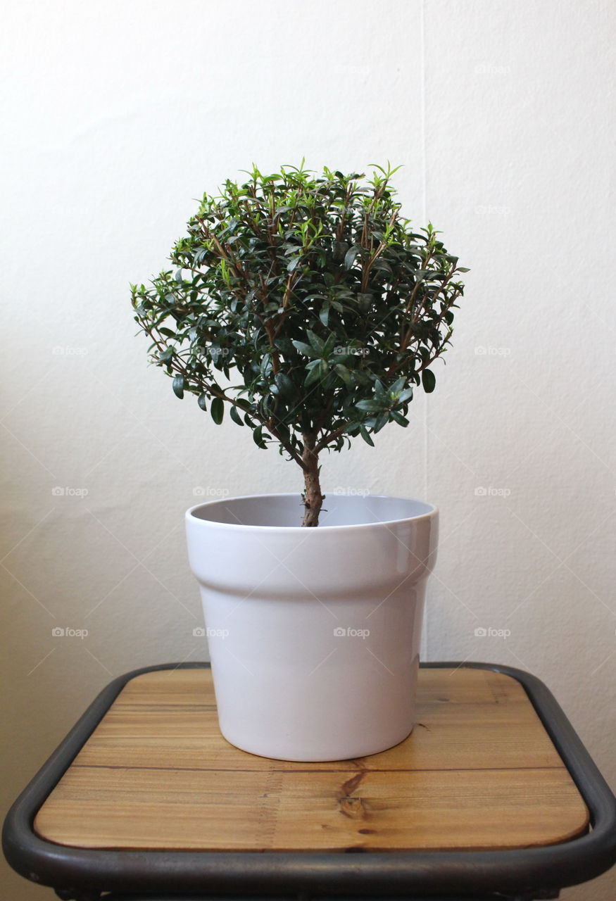 Potted plant on table