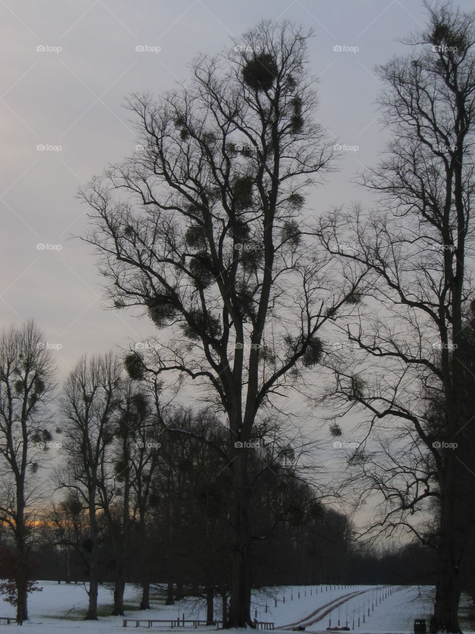 Tree, No Person, Wood, Landscape, Weather