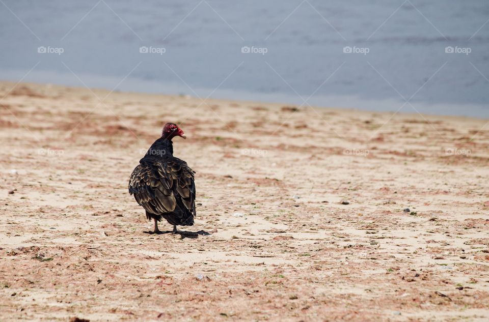 Turkey vulture on the beach 