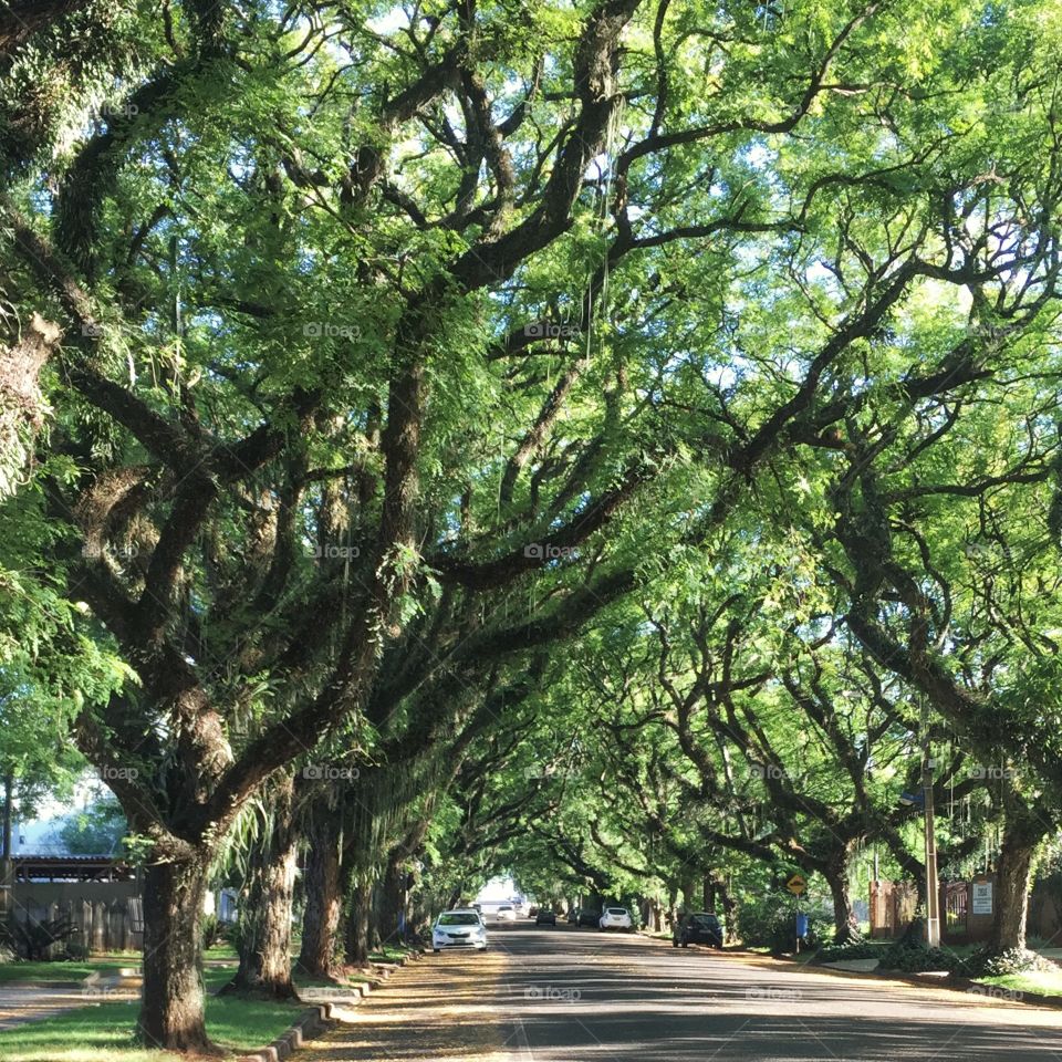 My favourite street , with so many trees 