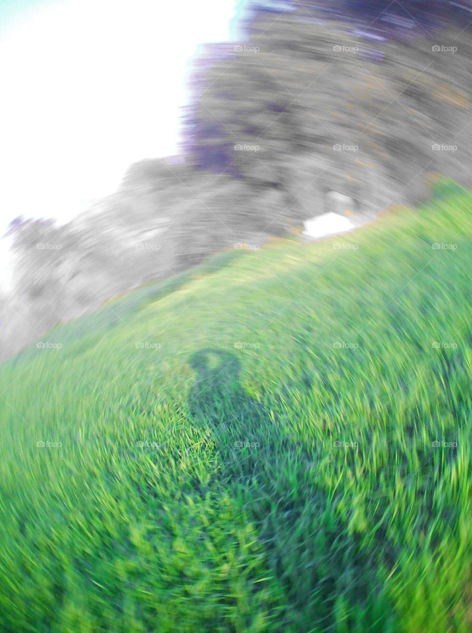 Shadow of a person/photographer in a wheat crop field with spiral view