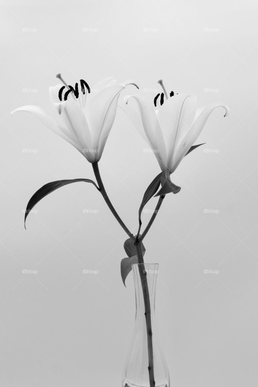 Lilies