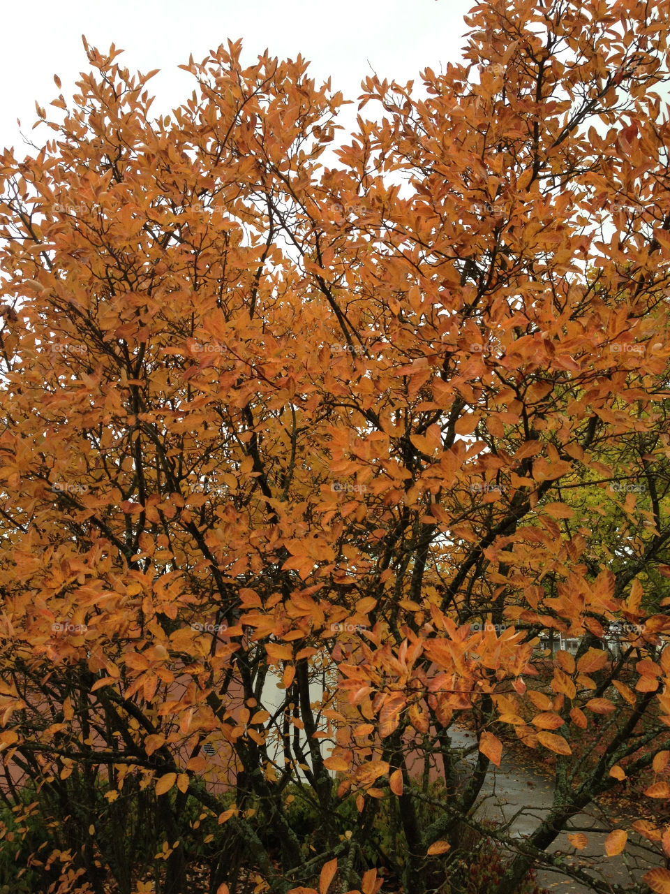 orange leaf fall autumn by lindajacobi