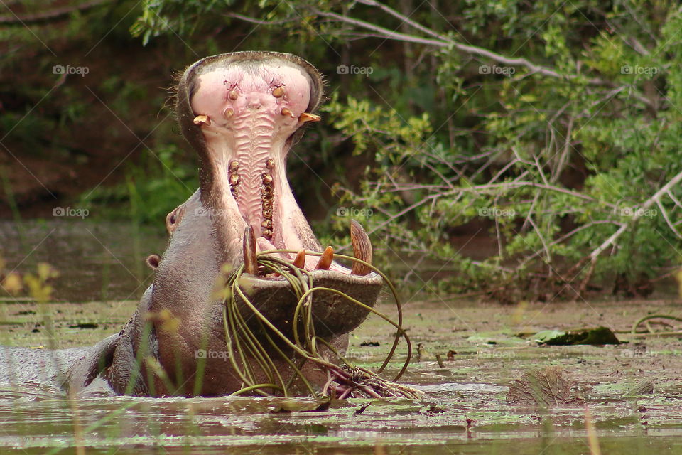 Yawning hippo at Lake Panic in Kruger National Park in South Africa.